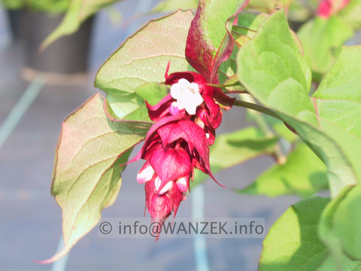 Leycesteria formosa Purple Rain 02.JPG